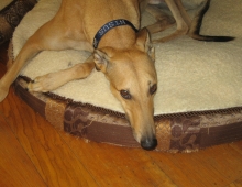 Nisus the greyhound rests in his bed, looking up at the camera